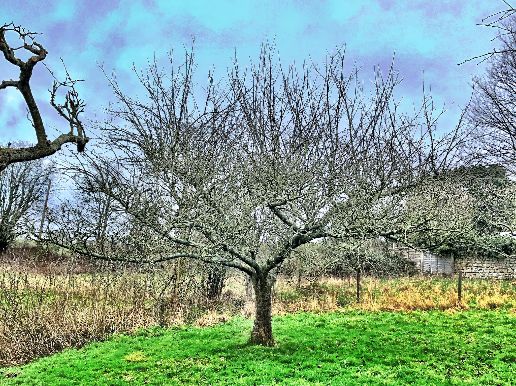 A fruit tree freshly pruned in a Cornish meadow
