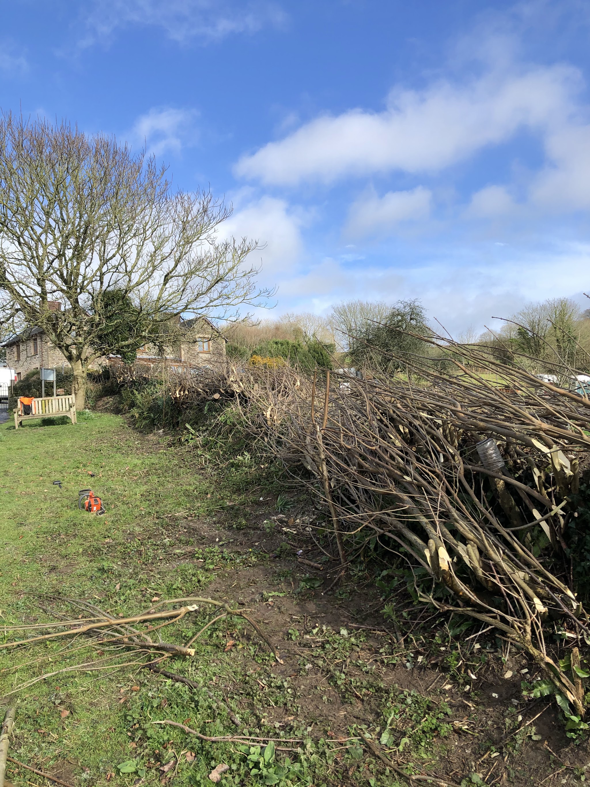 A field hedge cut back with the brash stacked along it