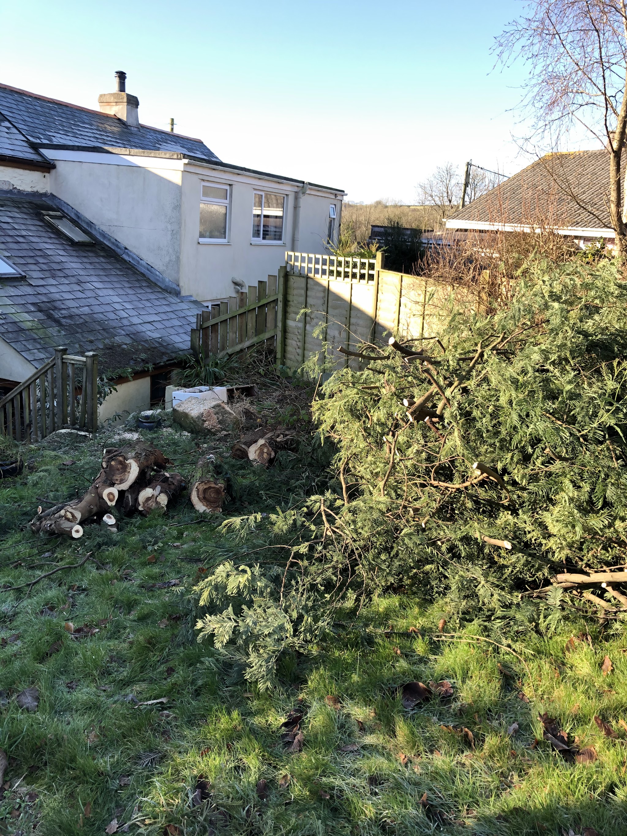 A felled conifer cut into log rounds in a back garden beside a white house