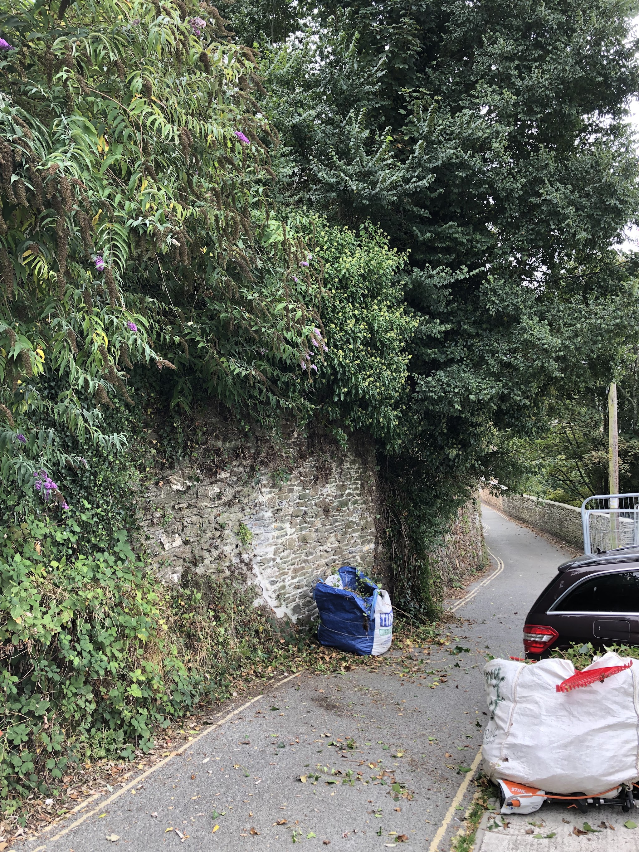 An overgrown stone wall cut back along a narrow lane, green waste bagged up