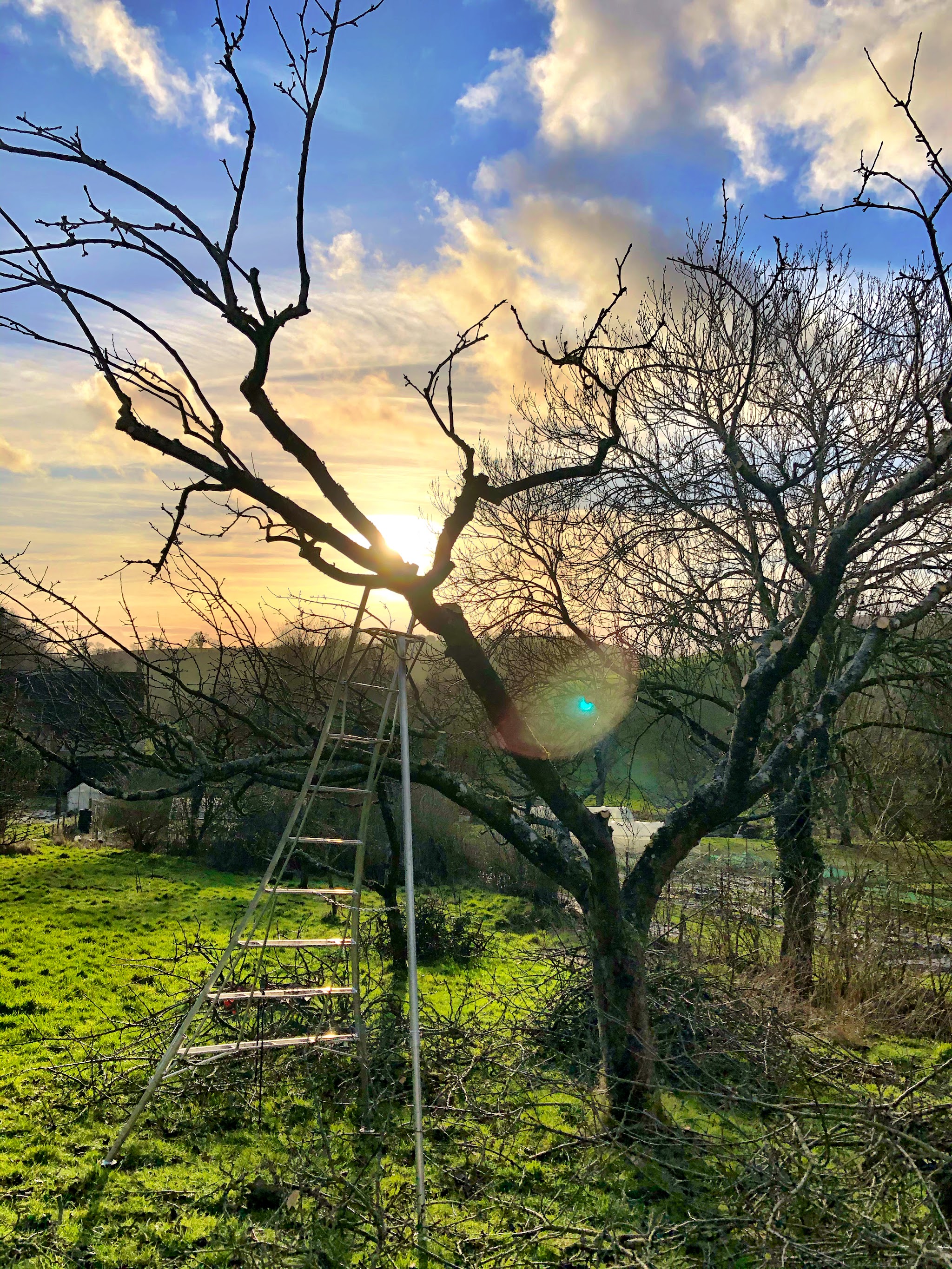 A pruned fruit tree with a ladder against it at sunset