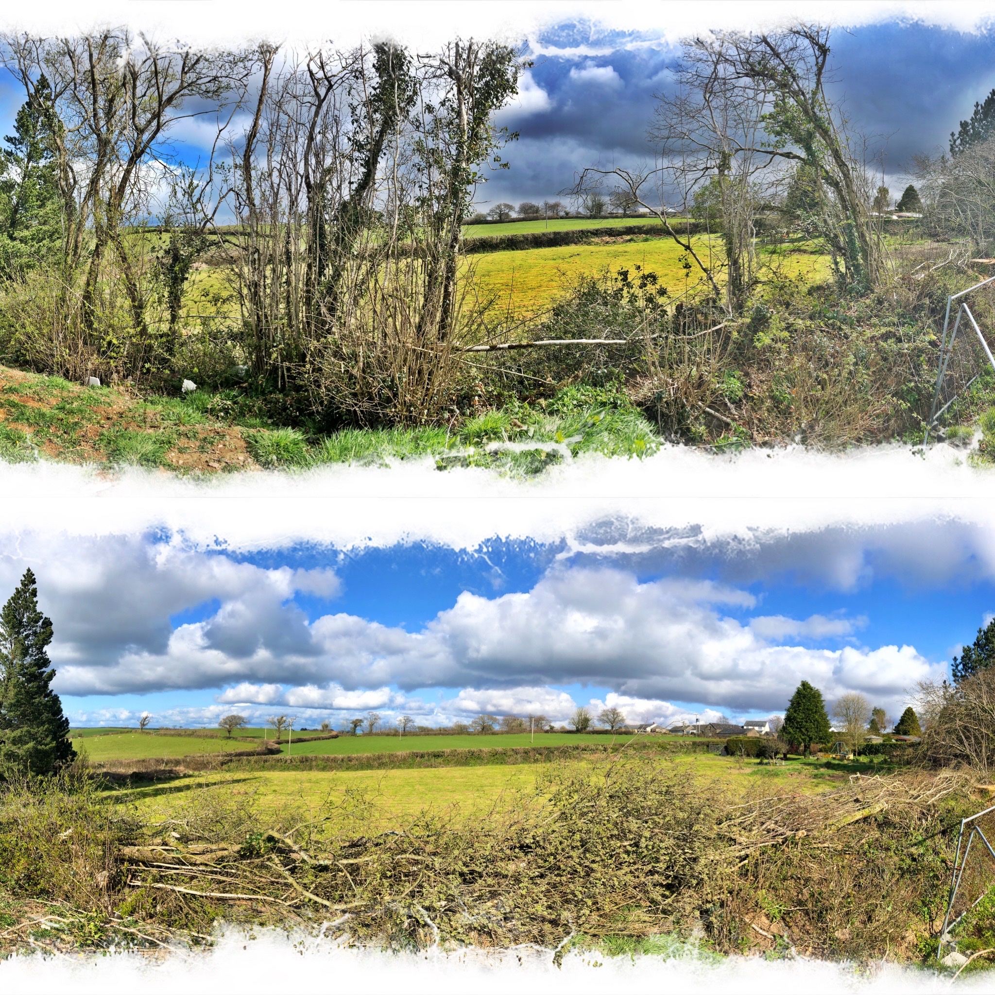 A field hedge before and after laying, under a wide blue sky