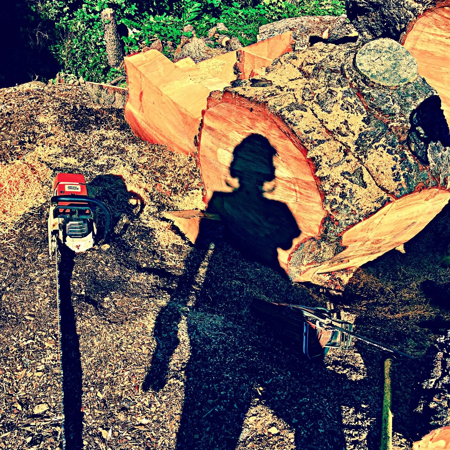 A tree surgeon's shadow over freshly cut log rounds beside a chainsaw