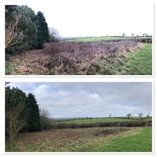 Before and after: an overgrown field edge, cleared back to grass
