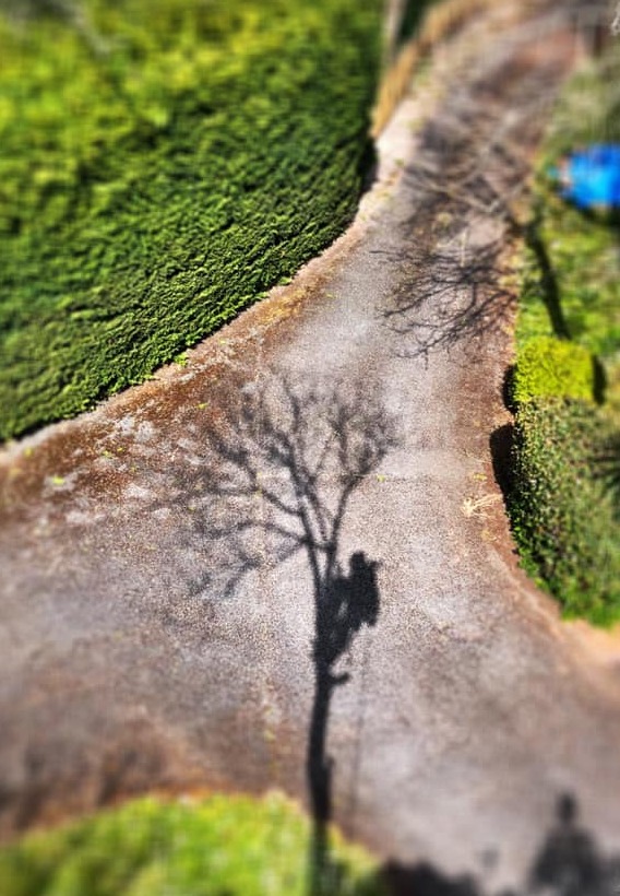 Looking down from up a tree: the climber's shadow falls across a freshly trimmed hedge