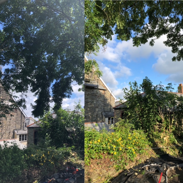 Before and after: a heavy canopy cut back from a stone house